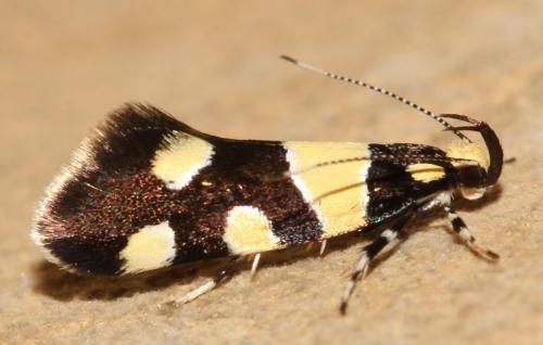 Eratophyes amasiella